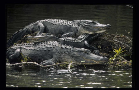 Florida Alligators rest on island in wetlands Black Ornate Wood Framed Art Print with Double Matting by Williams, Joanne
