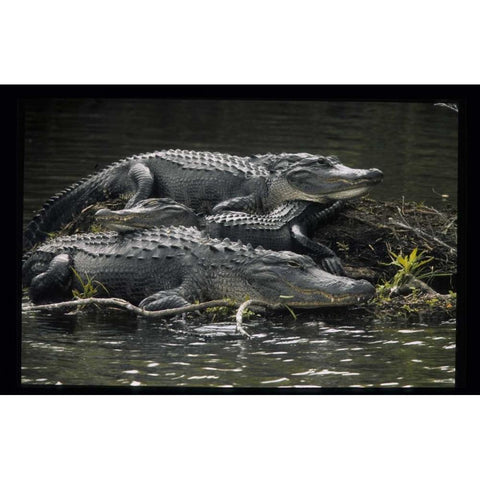 Florida Alligators rest on island in wetlands Black Modern Wood Framed Art Print by Williams, Joanne