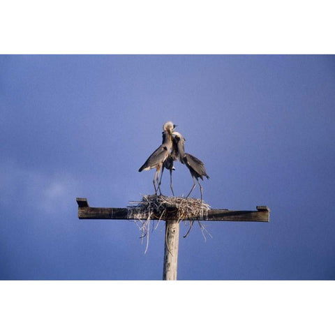 FL, Great blue herons on nest atop a structure White Modern Wood Framed Art Print by Williams, Joanne