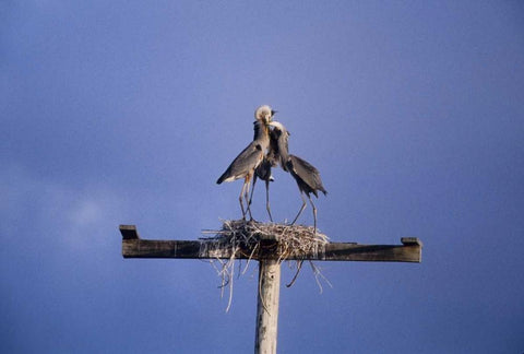 FL, Great blue herons on nest atop a structure Black Ornate Wood Framed Art Print with Double Matting by Williams, Joanne