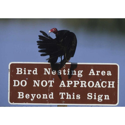 FL, Turkey vulture preens its feathers Black Modern Wood Framed Art Print by Williams, Joanne
