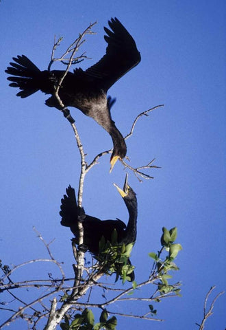 FL, Double-crested cormorants interact in tree White Modern Wood Framed Art Print with Double Matting by Williams, Joanne