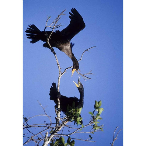 FL, Double-crested cormorants interact in tree Black Modern Wood Framed Art Print by Williams, Joanne