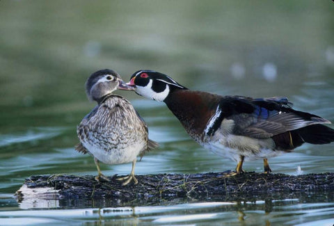 Florida Wood duck interacts with young offspring Black Ornate Wood Framed Art Print with Double Matting by Williams, Joanne