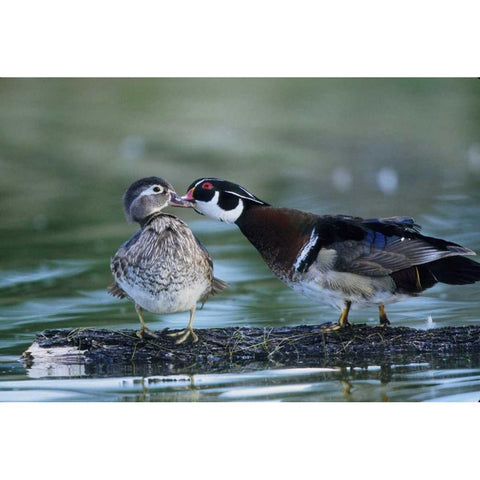Florida Wood duck interacts with young offspring Black Modern Wood Framed Art Print by Williams, Joanne