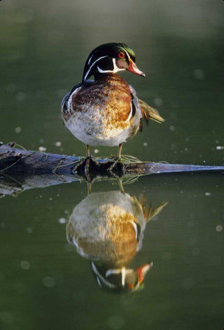 Florida Wood duck stands on sunken log in water White Modern Wood Framed Art Print with Double Matting by Williams, Joanne