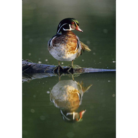 Florida Wood duck stands on sunken log in water Black Modern Wood Framed Art Print by Williams, Joanne
