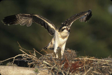 FL, Blue Cypress Lake Osprey takes flight Black Ornate Wood Framed Art Print with Double Matting by Williams, Joanne