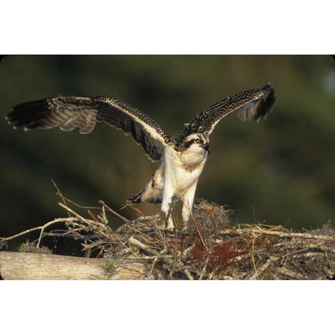 FL, Blue Cypress Lake Osprey takes flight Gold Ornate Wood Framed Art Print with Double Matting by Williams, Joanne