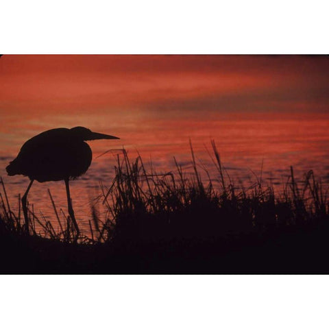 FL, Tampa Bay Silhouette of great blue heron White Modern Wood Framed Art Print by Williams, Joanne