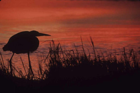 FL, Tampa Bay Silhouette of great blue heron White Modern Wood Framed Art Print with Double Matting by Williams, Joanne