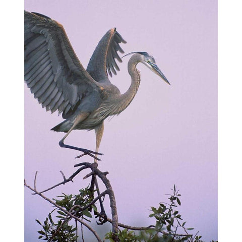 FL, Venice Great blue heron landing at its nest Gold Ornate Wood Framed Art Print with Double Matting by Kelley, David