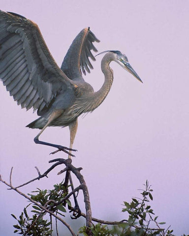 FL, Venice Great blue heron landing at its nest White Modern Wood Framed Art Print with Double Matting by Kelley, David