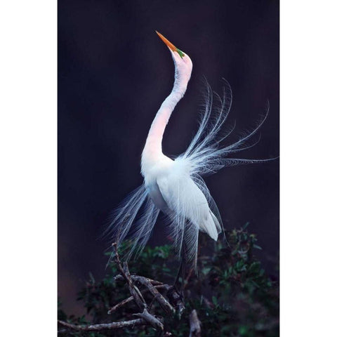 FL, Venice Great white egret courtship Gold Ornate Wood Framed Art Print with Double Matting by Kelley, David