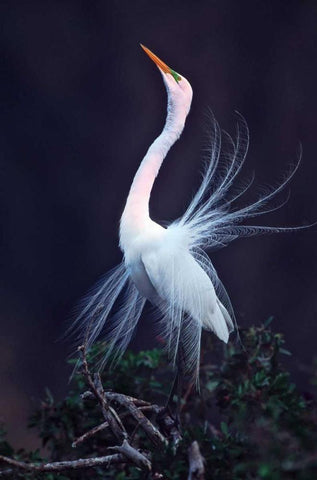 FL, Venice Great white egret courtship White Modern Wood Framed Art Print with Double Matting by Kelley, David