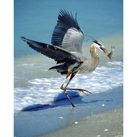 FL, Captiva Island Great blue heron hunting Gold Ornate Wood Framed Art Print with Double Matting by Kelley, David