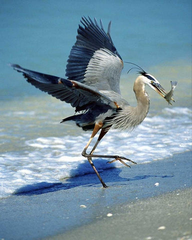 FL, Captiva Island Great blue heron hunting Black Ornate Wood Framed Art Print with Double Matting by Kelley, David