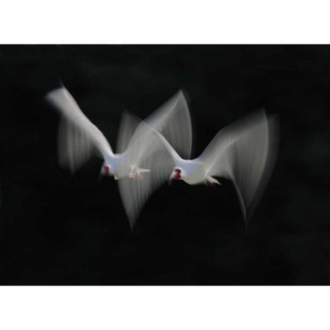 FL, Alafia Bank White ibis pair in flight Black Modern Wood Framed Art Print with Double Matting by Morris, Arthur