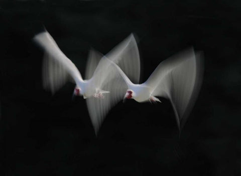 FL, Alafia Bank White ibis pair in flight Black Ornate Wood Framed Art Print with Double Matting by Morris, Arthur