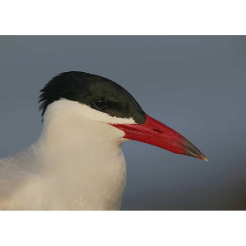FL, St Petersburg, Caspian terns head Black Modern Wood Framed Art Print by Morris, Arthur