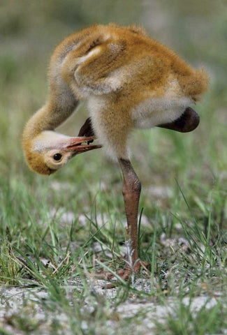 FL, Sandhill crane chick preening feathers Black Ornate Wood Framed Art Print with Double Matting by Williams, Joanne