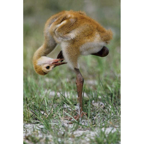 FL, Sandhill crane chick preening feathers White Modern Wood Framed Art Print by Williams, Joanne