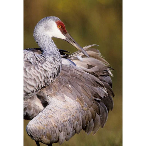 USA, Florida Sandhill crane preening feathers White Modern Wood Framed Art Print by Williams, Joanne