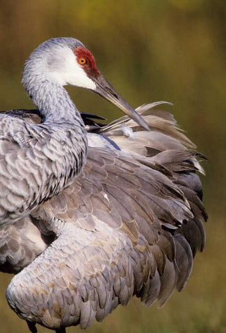 USA, Florida Sandhill crane preening feathers White Modern Wood Framed Art Print with Double Matting by Williams, Joanne