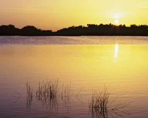 Florida, Everglades NP Sunset reflection on lake Black Ornate Wood Framed Art Print with Double Matting by Flaherty, Dennis