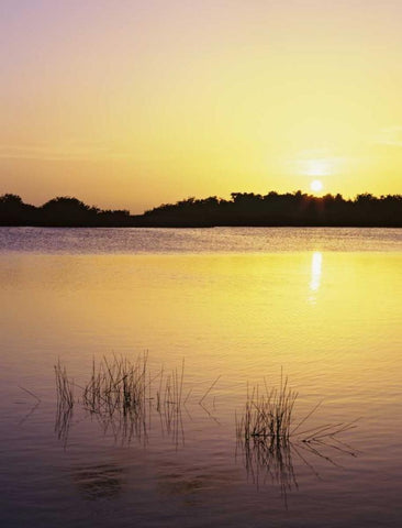 Florida, Everglades NP Sunset reflection on lake White Modern Wood Framed Art Print with Double Matting by Flaherty, Dennis