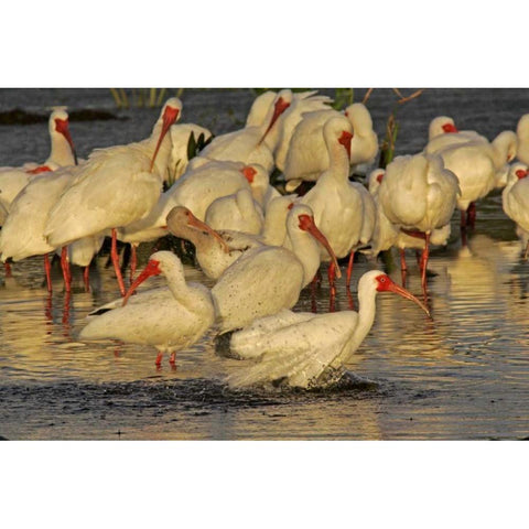 FL, Palm Beach Co, White ibis flock bathing Black Modern Wood Framed Art Print by Illg, Cathy and Gordon