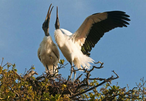 FL, Wood stork pair on nest in courtship display White Modern Wood Framed Art Print with Double Matting by Rotenberg, Nancy