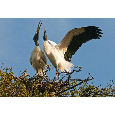 FL, Wood stork pair on nest in courtship display White Modern Wood Framed Art Print by Rotenberg, Nancy