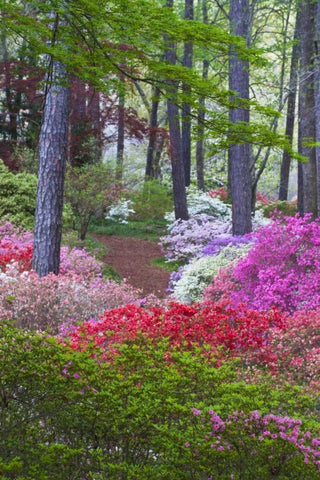 USA, Georgia Azalea in full bloom along a path White Modern Wood Framed Art Print with Double Matting by Rotenberg, Nancy