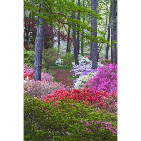 USA, Georgia Azalea in full bloom along a path Black Modern Wood Framed Art Print by Rotenberg, Nancy