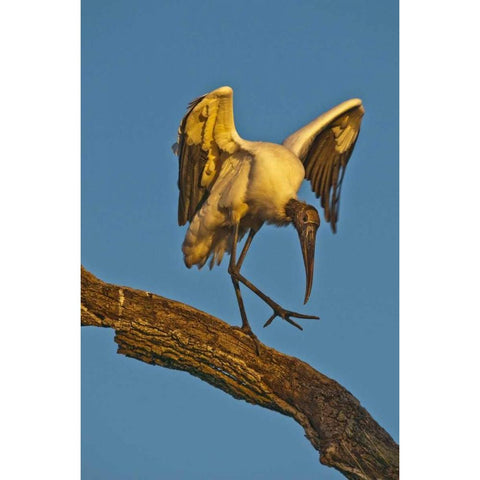 FL, St Augustine Wood stork dances on tree limb Gold Ornate Wood Framed Art Print with Double Matting by Rotenberg, Nancy