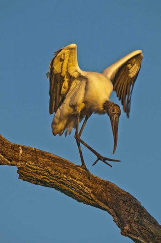 FL, St Augustine Wood stork dances on tree limb Black Ornate Wood Framed Art Print with Double Matting by Rotenberg, Nancy