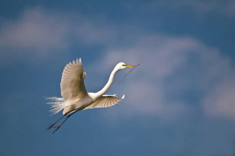 FL, St Augustine Great egret in flight Black Ornate Wood Framed Art Print with Double Matting by Rotenberg, Nancy