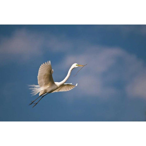 FL, St Augustine Great egret in flight Black Modern Wood Framed Art Print by Rotenberg, Nancy