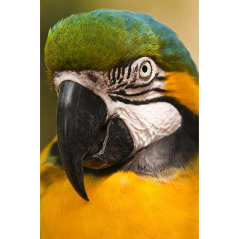 USA, Florida, St Augustine Portrait of parrot Black Modern Wood Framed Art Print by Rotenberg, Nancy
