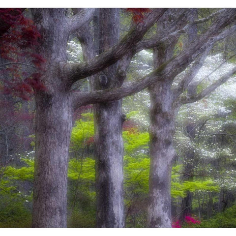 GA, Impressionistic trees and flowering bushes White Modern Wood Framed Art Print by Rotenberg, Nancy