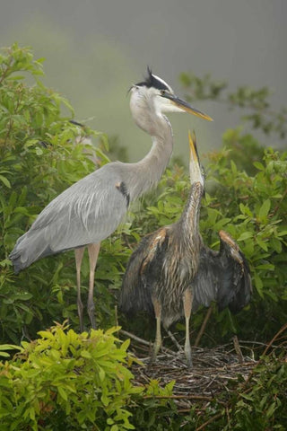 FL, South Venice Great blue heron feeding young White Modern Wood Framed Art Print with Double Matting by Morris, Arthur