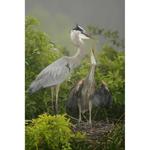 FL, South Venice Great blue heron feeding young Black Modern Wood Framed Art Print by Morris, Arthur