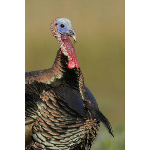 FL, Indian Lake Estates Wild male turkey Black Modern Wood Framed Art Print by Morris, Arthur