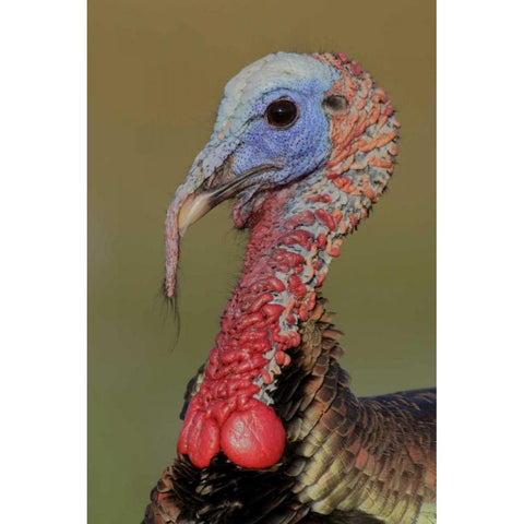 FL, Indian Lake Estates Wild male turkey head Gold Ornate Wood Framed Art Print with Double Matting by Morris, Arthur
