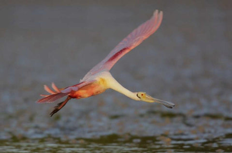 FL, Tampa Bay, Alafaya Banks Roseate spoonbill Black Ornate Wood Framed Art Print with Double Matting by Morris, Arthur