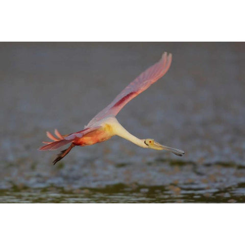 FL, Tampa Bay, Alafaya Banks Roseate spoonbill Black Modern Wood Framed Art Print by Morris, Arthur