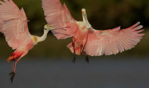 FL, Tampa Bay Two roseate spoonbills squabbling White Modern Wood Framed Art Print with Double Matting by Morris, Arthur