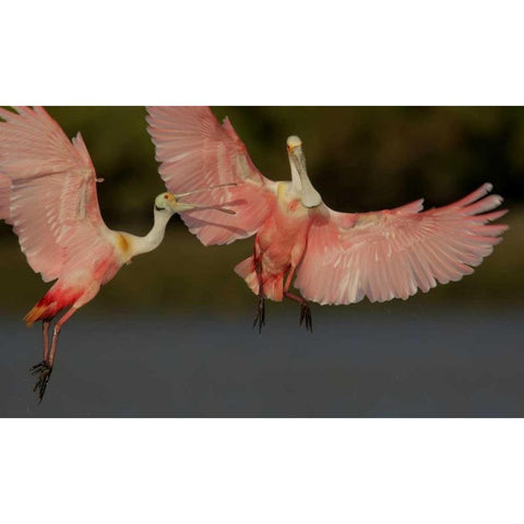 FL, Tampa Bay Two roseate spoonbills squabbling Black Modern Wood Framed Art Print by Morris, Arthur