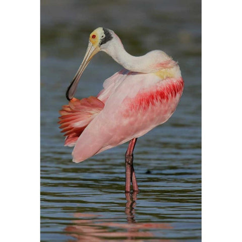 FL, Tampa Bay, Alafaya Banks Roseate spoonbill White Modern Wood Framed Art Print by Morris, Arthur